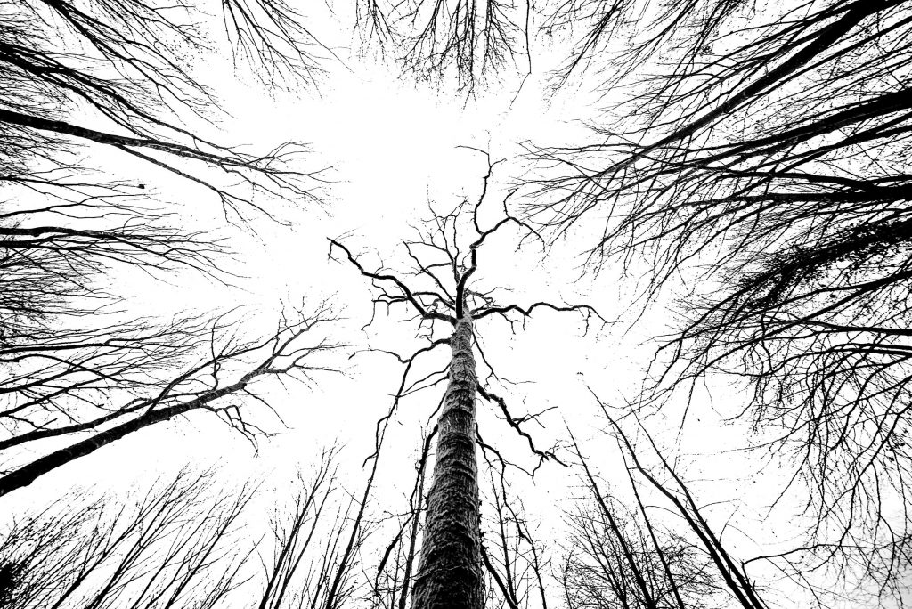 UA1_9384 sw