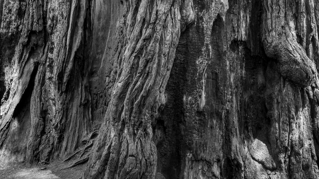 L1020623- sw DxO_DeepPRIME XD3-2-Edit