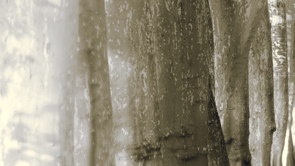 G1000657-sw